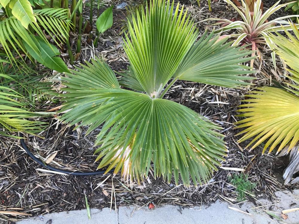 IMG_3233.thumb.JPG.b80947a6597d007331c45