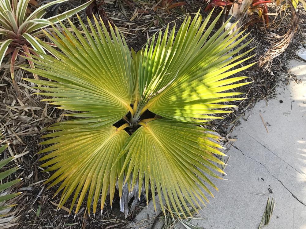 IMG_3237.thumb.JPG.58f52692de0e041e2d060