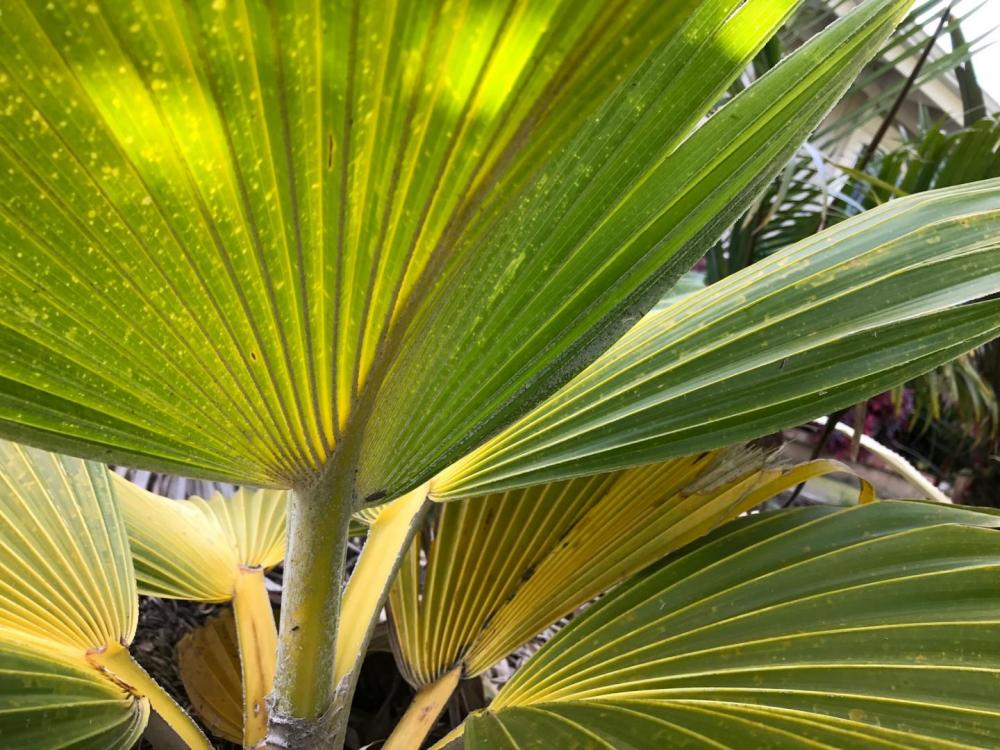 IMG_3242.thumb.JPG.1c6af893c76c813bc997b