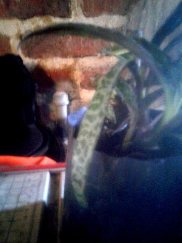 Scilla2.jpg.bac6ae89872eeb702a7a5dd862d8