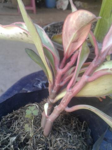 Mi new $1 kids need ID