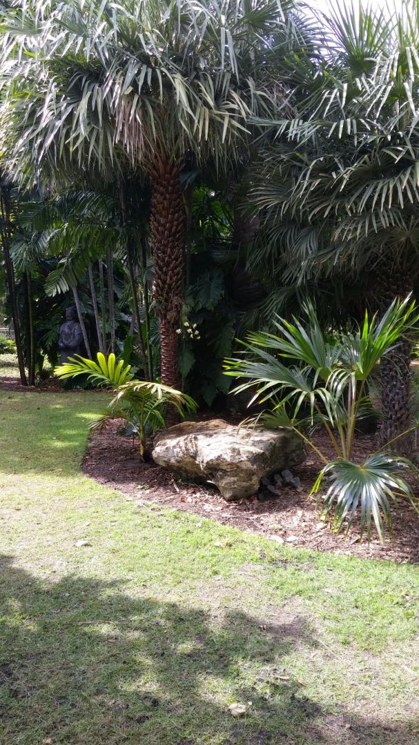 Accession of Chambeyronia houailou and three Sobralia sp.