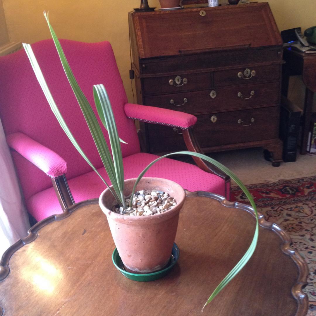 Palm growth