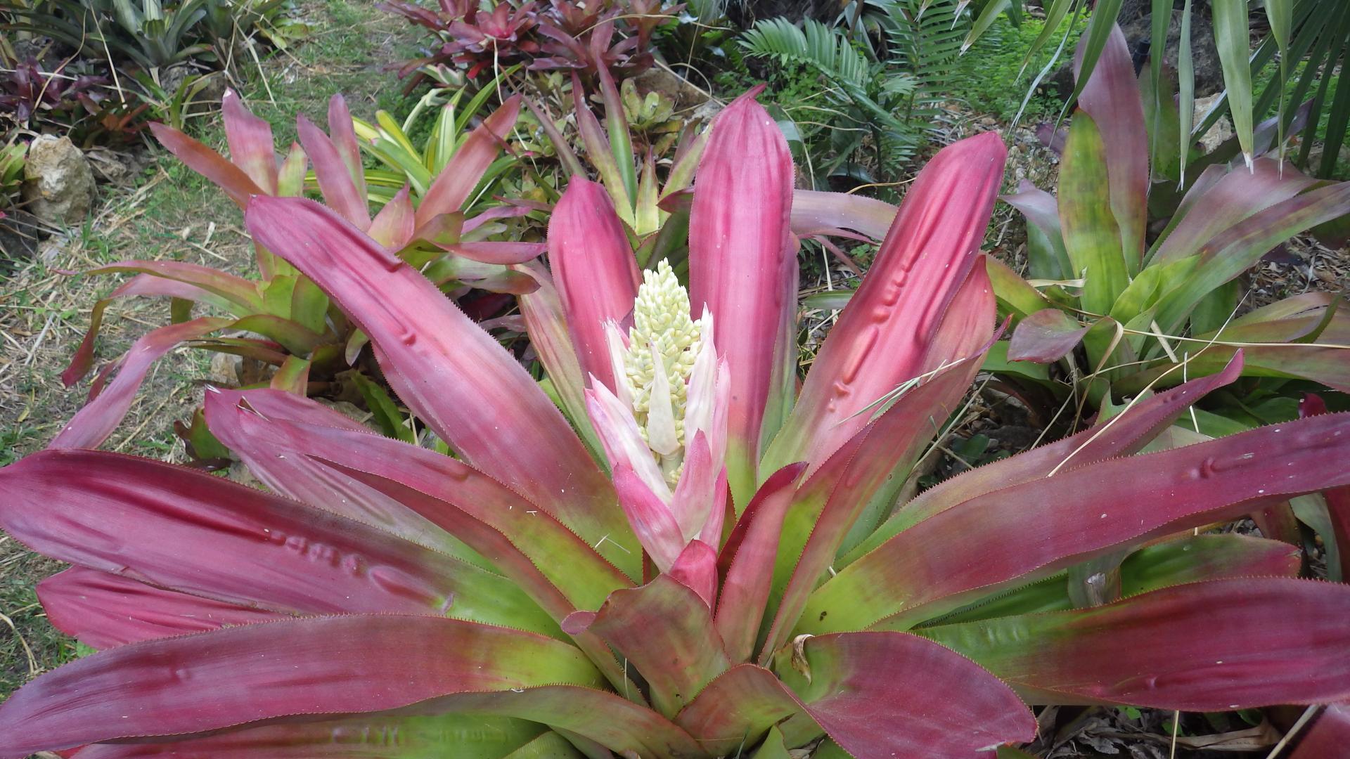 Palm & Plant Sale in Cape Coral, FL  Saurday March 11th