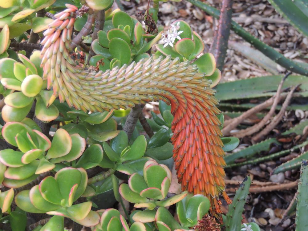 Aloe aculeata curved floewrs like a living creature 2-17.jpg