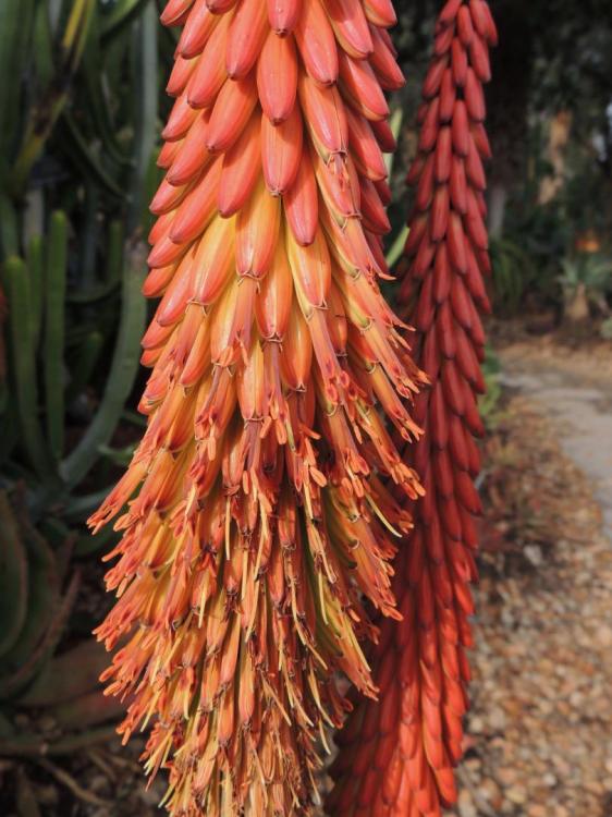 Aloe aculeata flowers in feb 2017 H.jpg