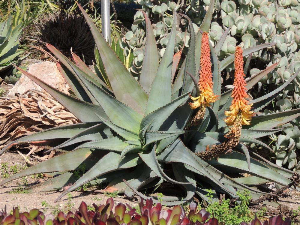 Aloe africana on ground flowering 2-17 H.jpg