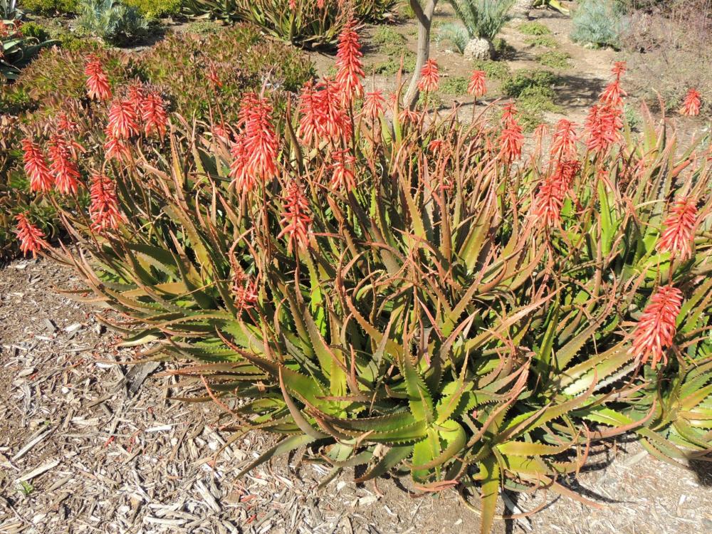 Aloe cameronii in bloom HU 2-17.jpg