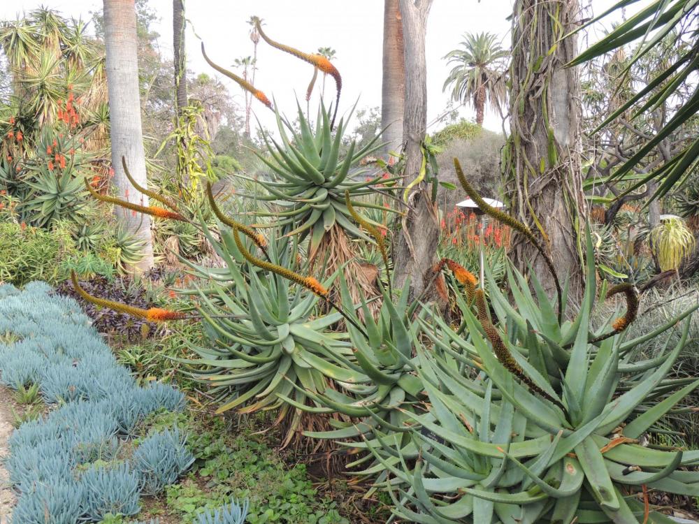 Aloe castanea 2-17 in full flower H.jpg