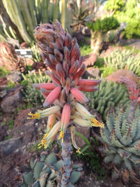 Aloe erinaceae flower another angle H 2-17.jpg