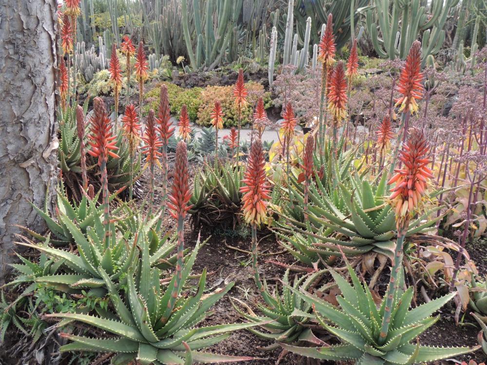 Aloe erinaceae hybrid flowering nice 2-17 H.jpg