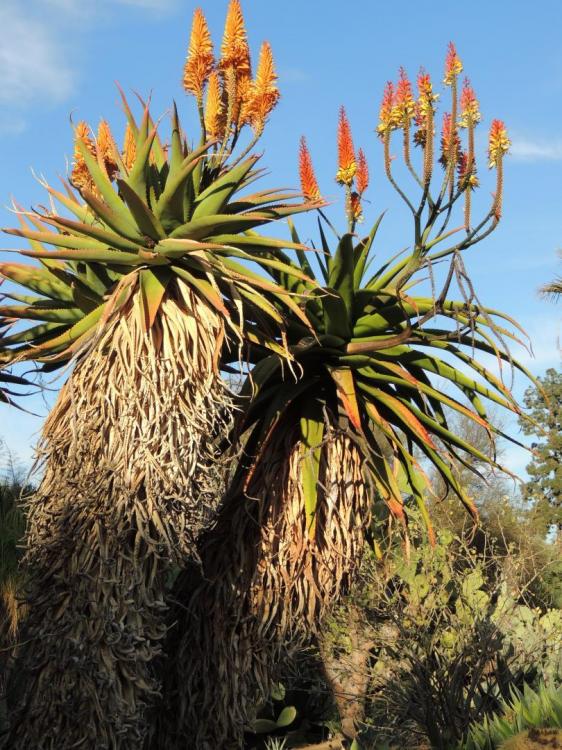 Aloe ferox hybrids (with microstigma on right) 2-17 H.jpg