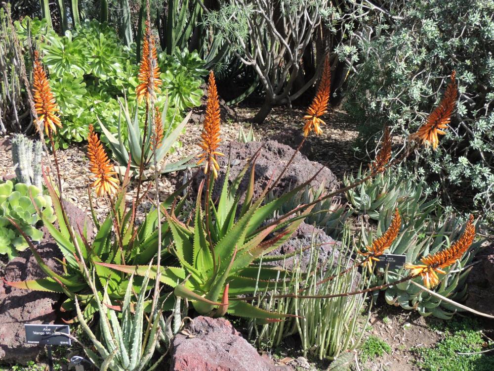 Aloe Mango Madness in flower 2-17 H.jpg