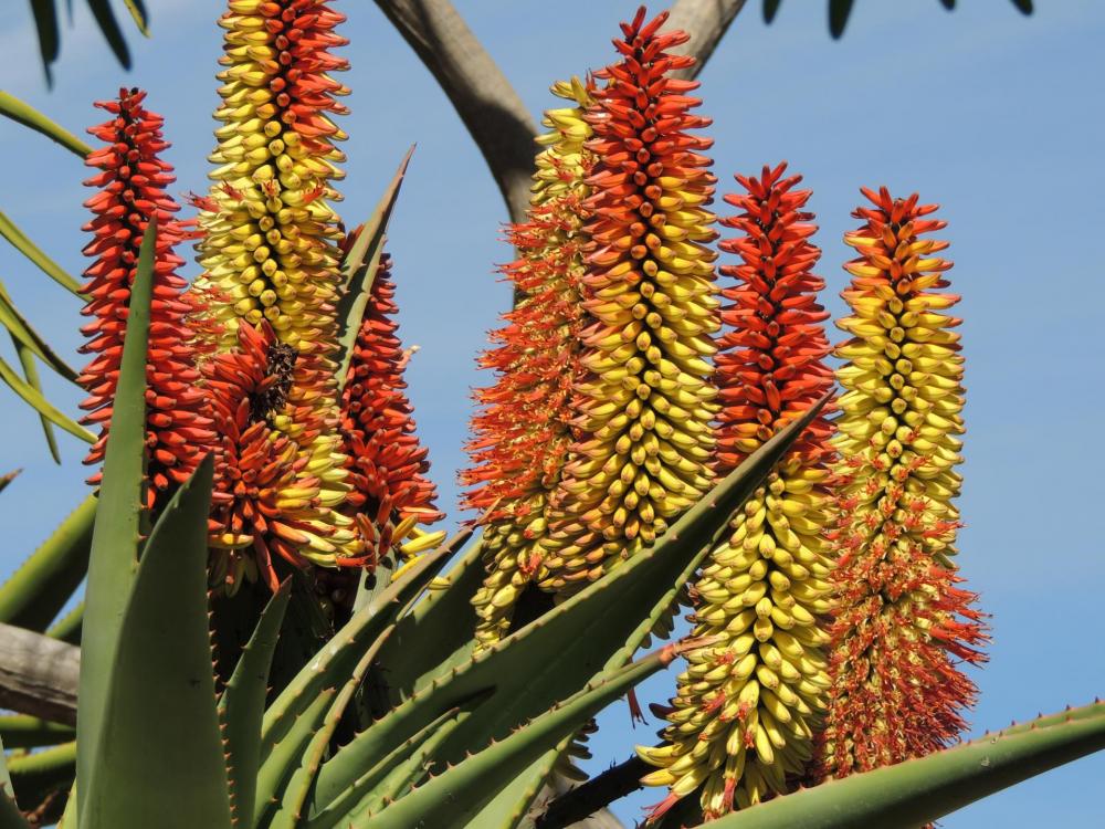 Aloe marlothii Kwa Zulu flowers in full bloom early Feb 2017 H.jpg