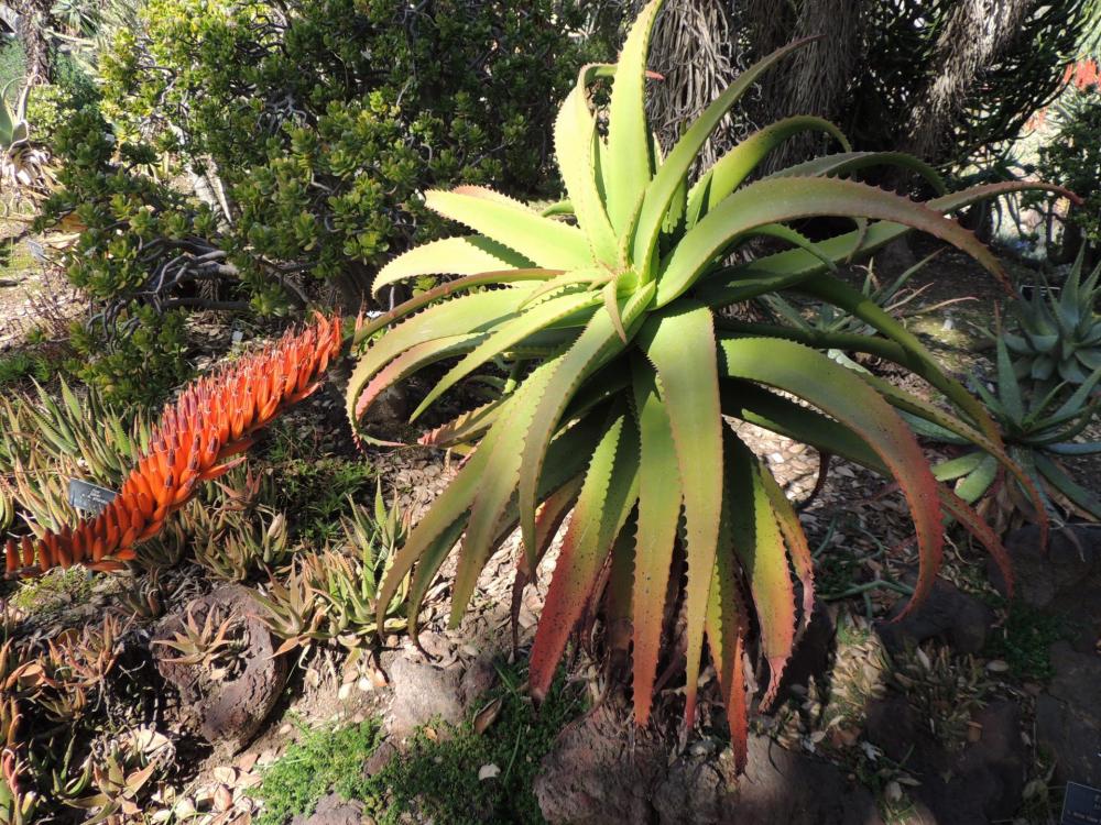 Aloe mawii in flower near trail H 2-17.jpg