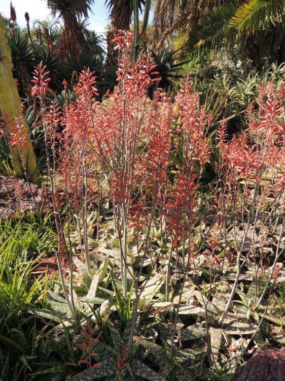 Aloe parvibracteatas in bloom early 2-17 H.jpg