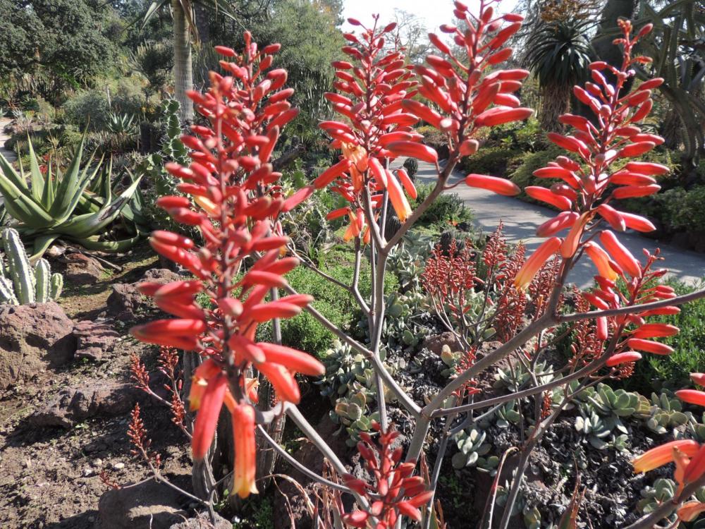 Aloe percrassa flowers in Feb 2017 H.jpg