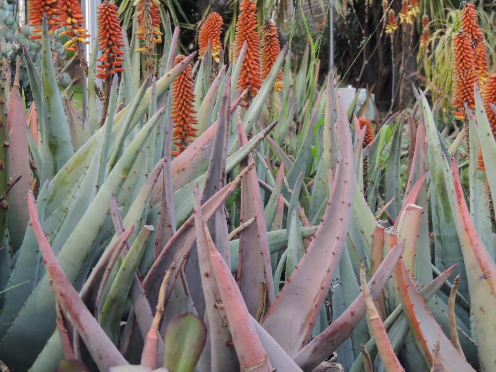 Aloe petricola foliage and early flowers 2-17.jpg