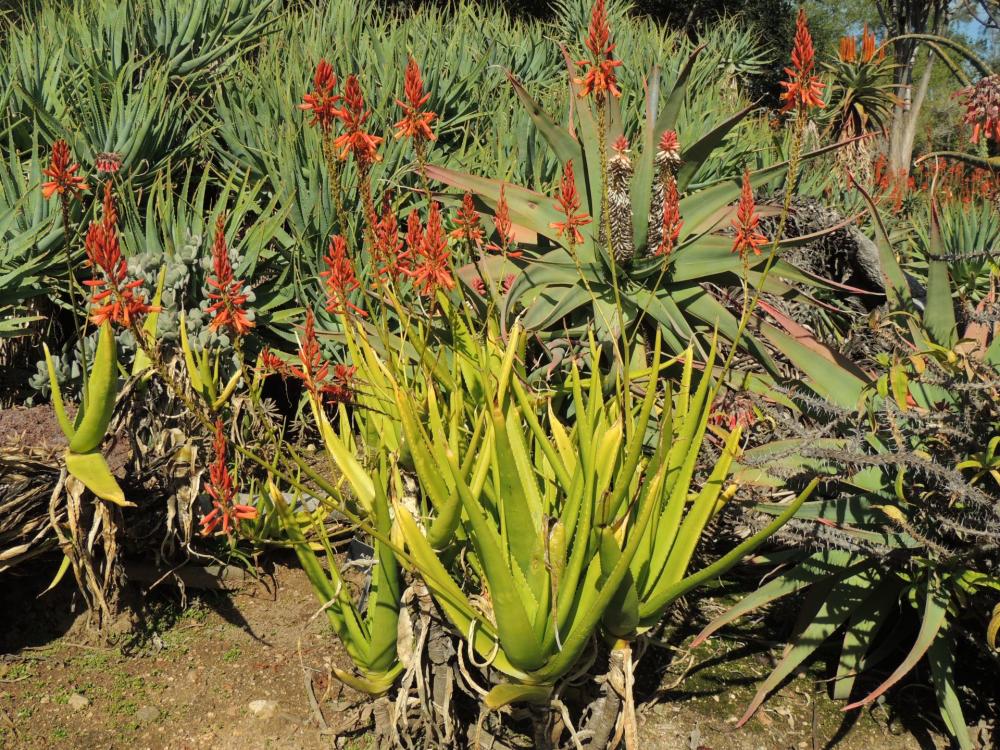 Aloe rivieri in flower 2-17 H.jpg