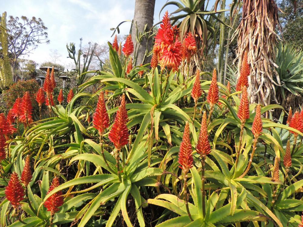 Aloe scorpioides fully in flower 2-17 H.jpg