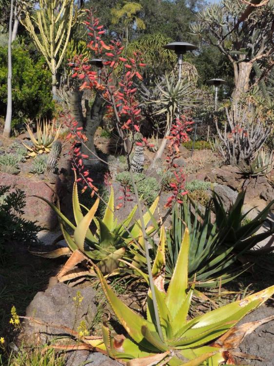 Aloe secundiflora in flower 2-17 H.jpg