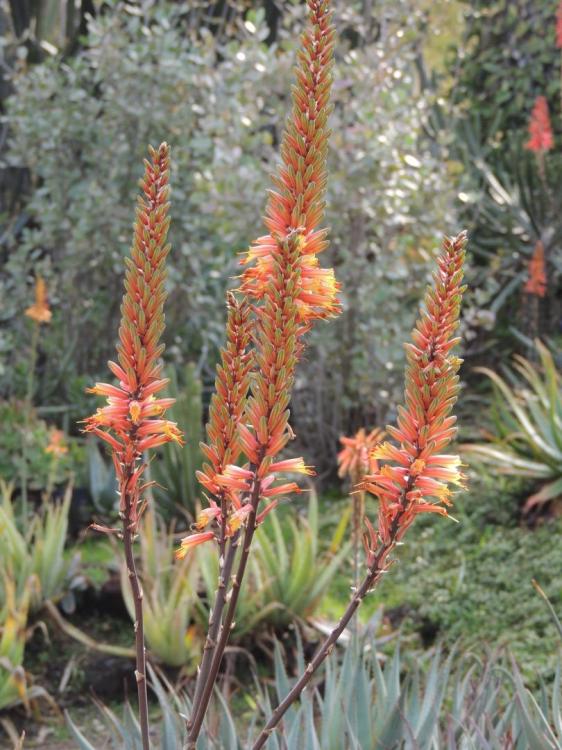 Aloe tauri hybrid flowers 2-17.jpg