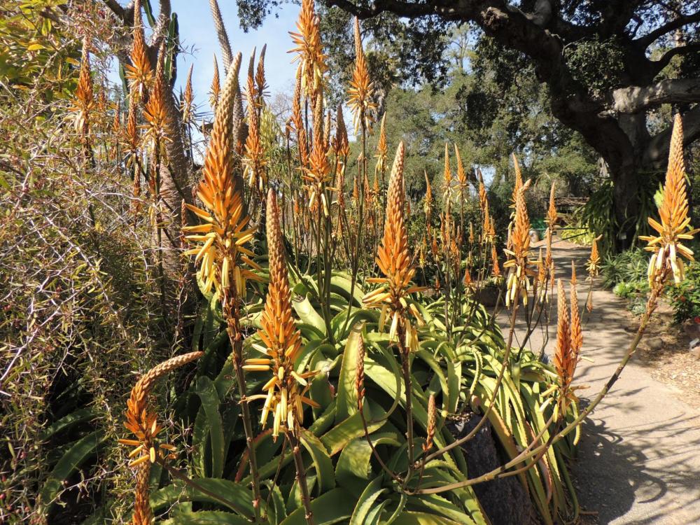 Aloe vilmoriana colony in flower 1 early 2-17 H.jpg