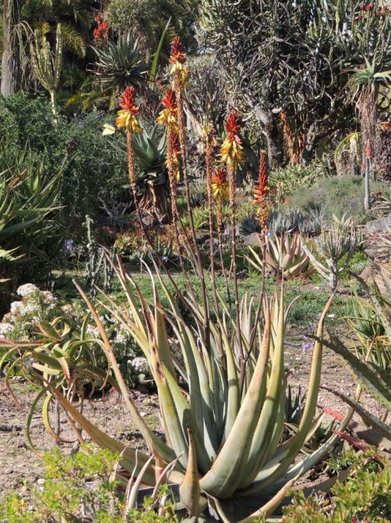 Aloe wickensii 2-17 H in flower.jpg