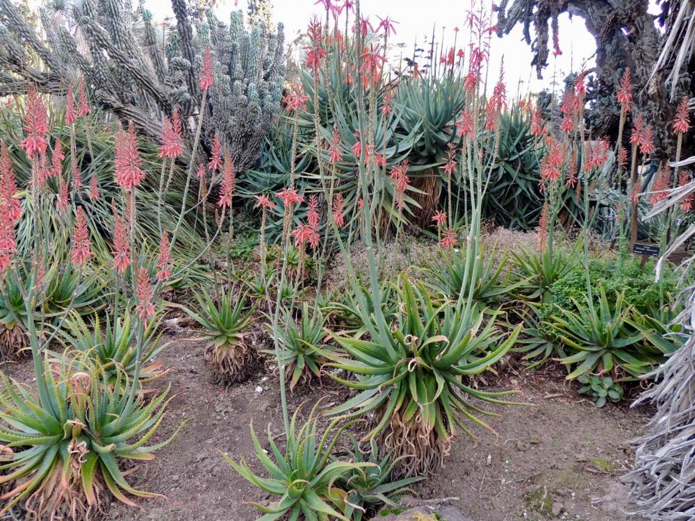 Aloe William Hietrch mass in flower 2-17 H.jpg