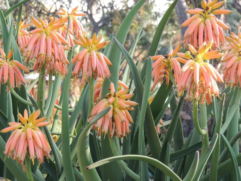 Aloe tongaensis flowers yet again 12-16 H.jpg