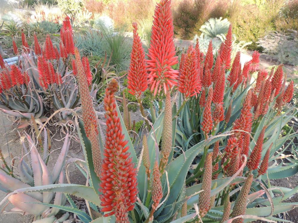 Aloe Scarlet Rockets flowers again 12-16.jpg