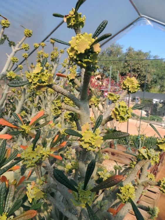 Dorstenia gigas in flower Petra.jpg