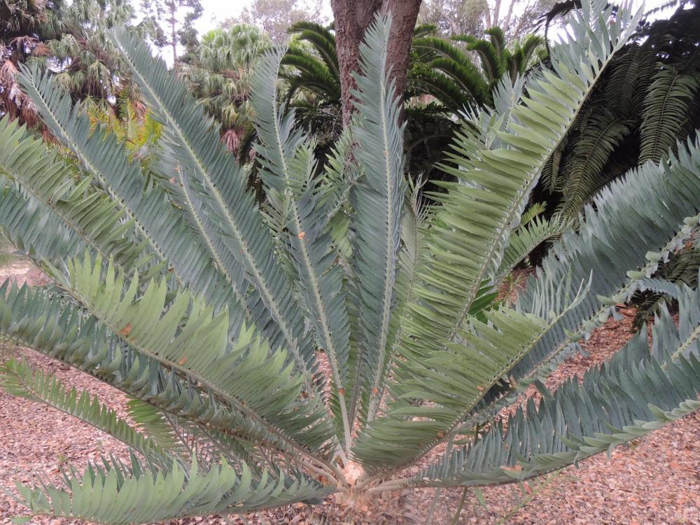 Encephalartos munchii bluish larger LL .jpg