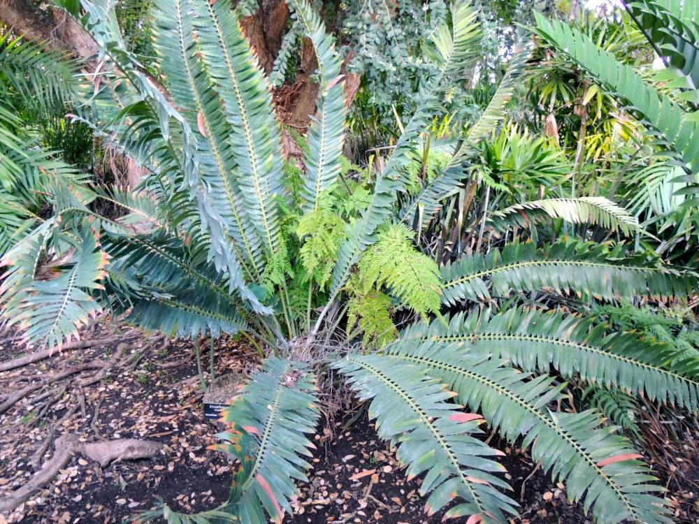 Encephalartos munchii H.jpg