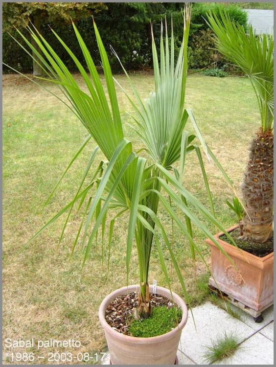 58c474b943719_Sabalpalmetto2003-08-17.th