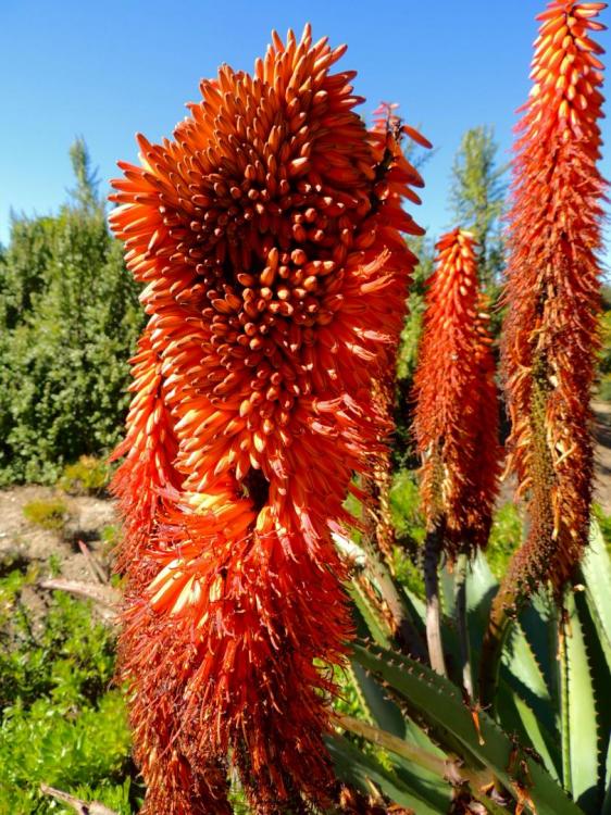 Aloe ferox cristate flower 2-16 larb.jpg