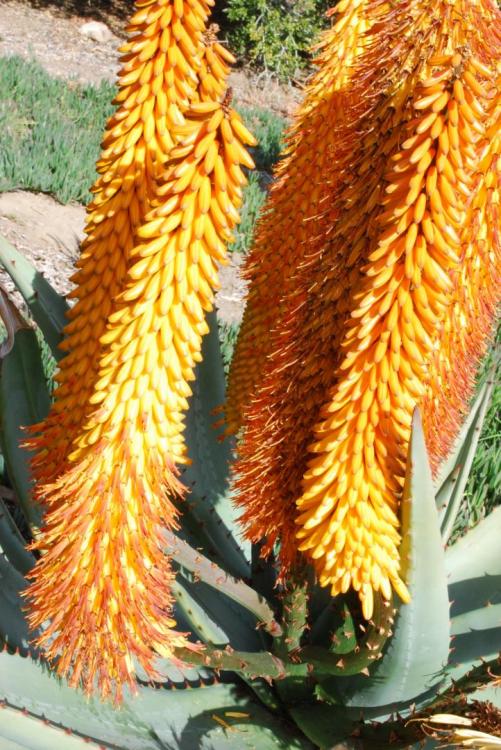 Aloe ferox golden floewrs.jpg