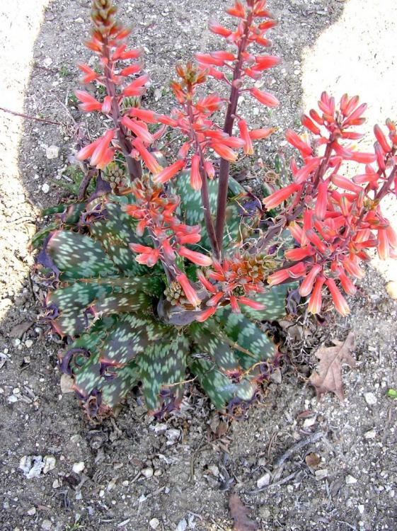 Aloe grandidentata flow Laarb Jan.jpg