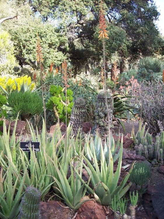 Aloe masawanas in flower H.jpg