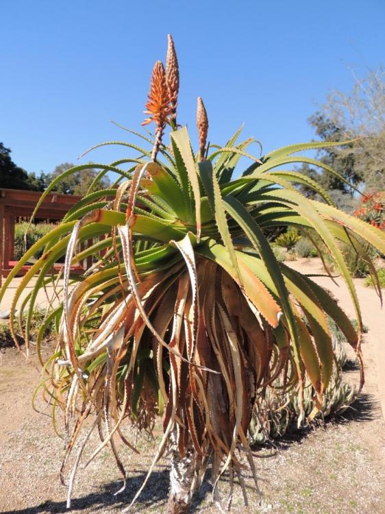 Aloe pluridens flowering 2-16 larb.jpg