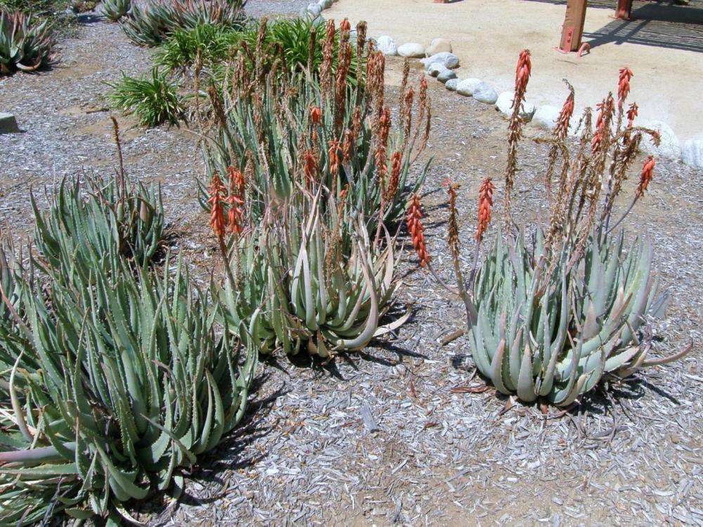 Aloe porphyrostachys larb.jpg