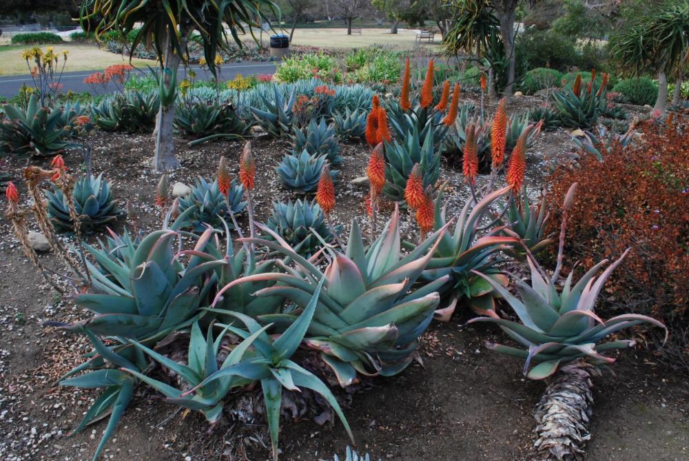 Aloe rubroviolacea flowering jan larb.jpg