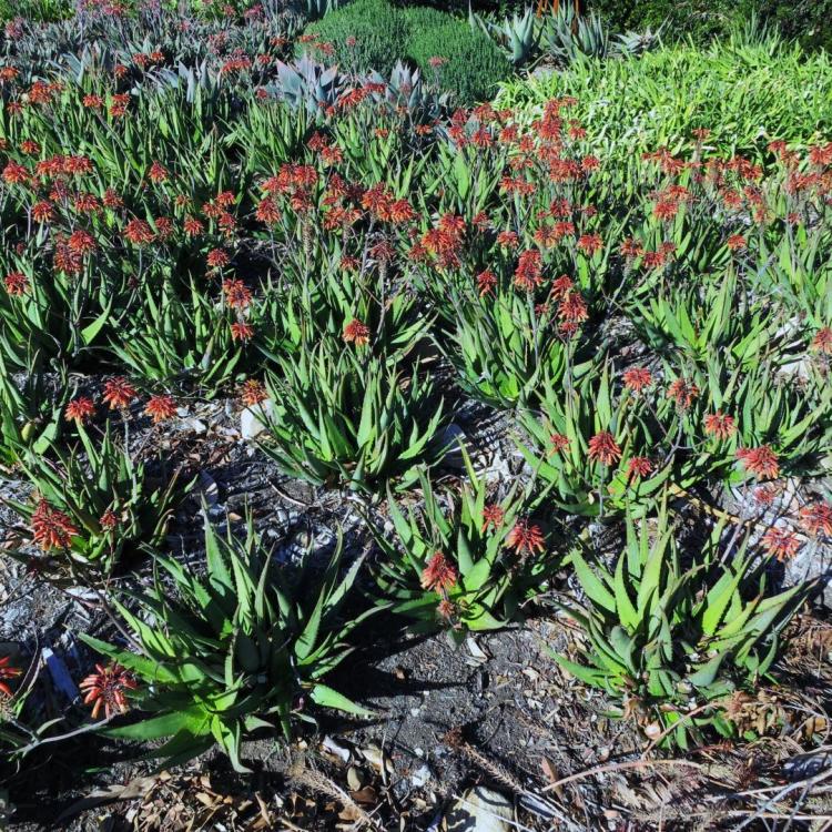 Aloe Cynthia Giddys in bloom larb December.jpg