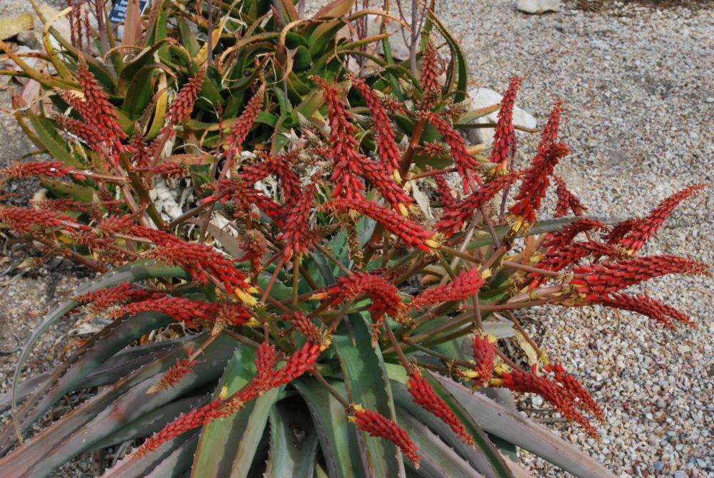 Aloe vaotsanda flowers 2-11 larb.jpg