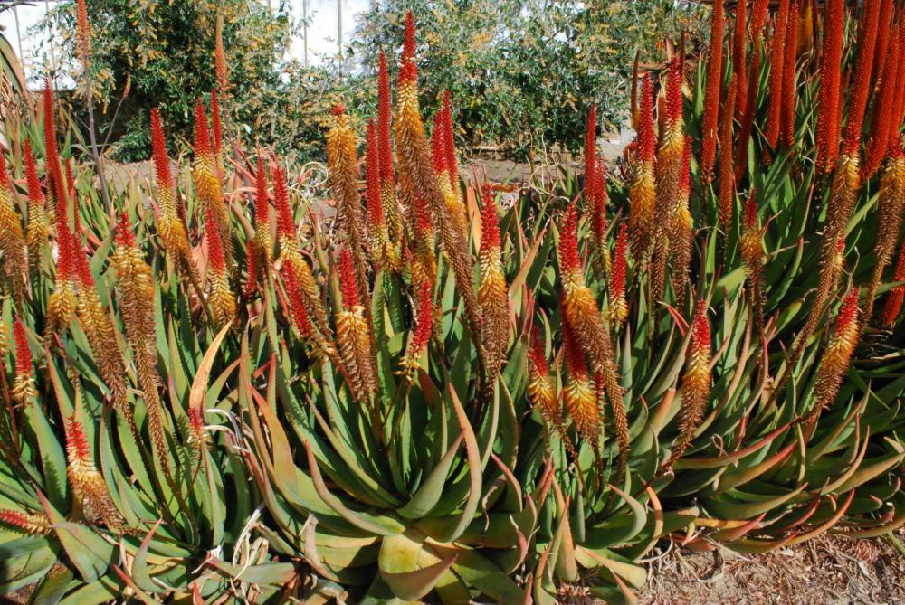 Aloe vryheidensis hybrid bicolor colony larb.jpg