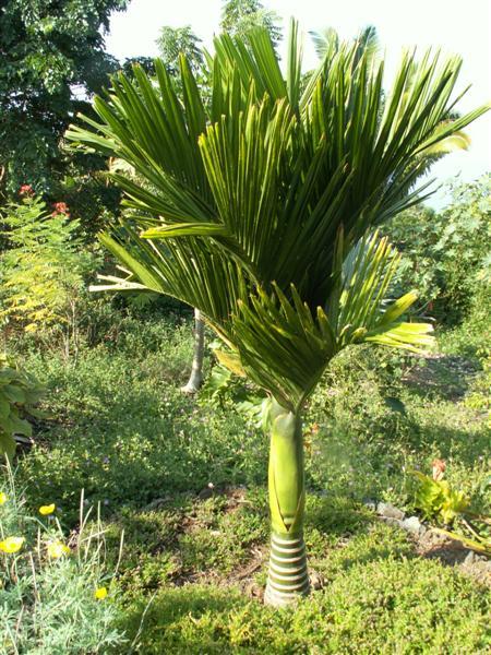 How Looks Areca Catechu Semi Dwarf Discussing Palm Trees Worldwide Palmtalk