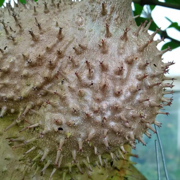 58cbf8d61a715_Myrmecodiacf.pulvinata.thu