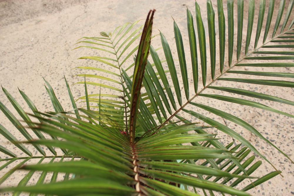 58cc41c5b5524_Lytocaryuminsigne009.thumb