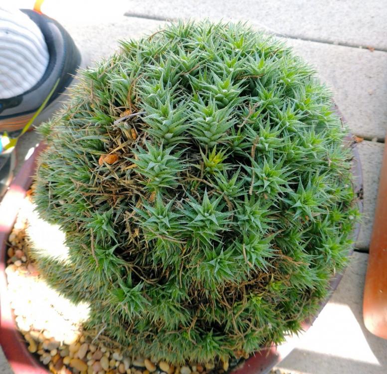 Deuterocohnia brevifolia 5-13.jpg