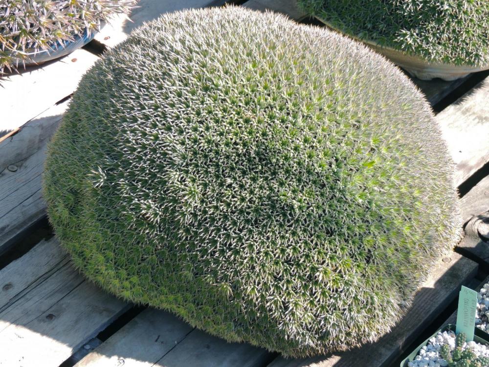 Deuterocohnia brevifolia ball 1.jpg